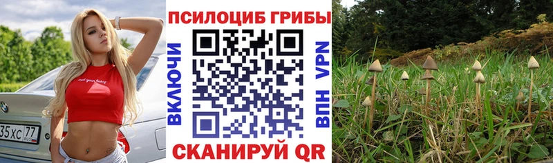 Псилоцибиновые грибы прущие грибы  где купить   Бабушкин 